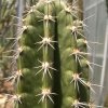 cereus_repandus